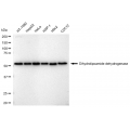 LifeSab™ KD-Validated DLD Rabbit mAb (20 μl)