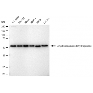 LifeSab™ KD-Validated DLD Rabbit mAb (20 μl)