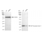 LifeSab™ KD-Validated ARF5 Rabbit mAb (20 μl)