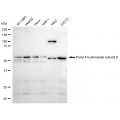 LifeSab™ KD-Validated PDIA1 Rabbit mAb (20 μl)