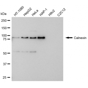 LifeSab™ KD-Validated CANX Rabbit mAb (20 μl)