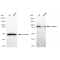 LifeSab™ KD-Validated CANX Rabbit mAb (20 μl)