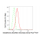 LifeSab™ KD-Validated GSR Rabbit mAb (20 μl)