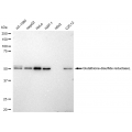 LifeSab™ KD-Validated GSR Rabbit mAb (20 μl)