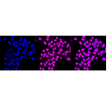 LifeSab™ KD-Validated HLTF Rabbit mAb (20 μl)