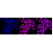 LifeSab™ KD-Validated HLTF Rabbit mAb (20 μl)