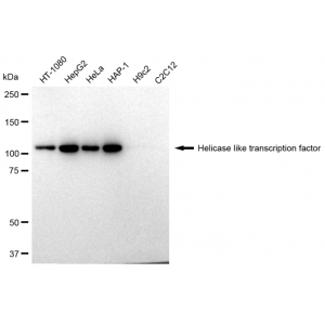 LifeSab™ KD-Validated HLTF Rabbit mAb (20 μl)