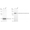 LifeSab™ KD-Validated HLTF Rabbit mAb (20 μl)