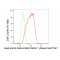 LifeSab™ KD-Validated HSF1 Rabbit mAb (20 μl)