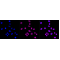 LifeSab™ KD-Validated HSF1 Rabbit mAb (20 μl)