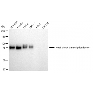 LifeSab™ KD-Validated HSF1 Rabbit mAb (20 μl)