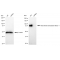 LifeSab™ KD-Validated HSF1 Rabbit mAb (20 μl)