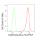 LifeSab™ KD-Validated Hsp90 beta Rabbit mAb (20 μl)