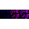 LifeSab™ KD-Validated Hsp90 beta Rabbit mAb (20 μl)