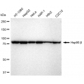 LifeSab™ KD-Validated Hsp90 beta Rabbit mAb (20 μl)