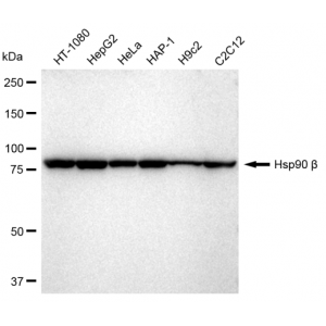 LifeSab™ KD-Validated Hsp90 beta Rabbit mAb (20 μl)