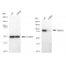 LifeSab™ KD-Validated Hsp90 beta Rabbit mAb (20 μl)