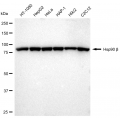 LifeSab™ KD-Validated Hsp90 beta Rabbit mAb (20 μl)