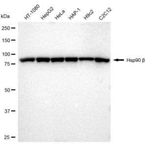 LifeSab™ KD-Validated Hsp90 beta Rabbit mAb (20 μl)