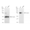 LifeSab™ KD-Validated Hsp90 beta Rabbit mAb (20 μl)