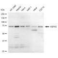 LifeSab™ KD-Validated HSPA5 Rabbit mAb (20 μl)