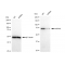 LifeSab™ KD-Validated HSPA5 Rabbit mAb (20 μl)