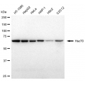 LifeSab™ KD-Validated Hsc70 Rabbit mAb (20 μl)