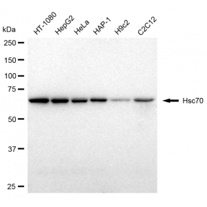 LifeSab™ KD-Validated Hsc70 Rabbit mAb (20 μl)