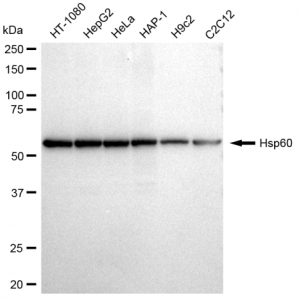 LifeSab™ KD-Validated Hsp60 Rabbit mAb (20 μl)