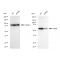 LifeSab™ KD-Validated Hsp60 Rabbit mAb (20 μl)