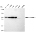 LifeSab™ KD-Validated LIG4 Rabbit mAb (20 μl)