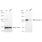 LifeSab™ KD-Validated LIG4 Rabbit mAb (20 μl)