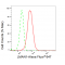 LifeSab™ KD-Validated LMAN1 Rabbit mAb (20 μl)