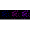 LifeSab™ KD-Validated LMAN1 Rabbit mAb (20 μl)