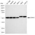 LifeSab™ KD-Validated LMAN1 Rabbit mAb (20 μl)