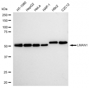 LifeSab™ KD-Validated LMAN1 Rabbit mAb (20 μl)