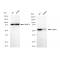 LifeSab™ KD-Validated LMAN1 Rabbit mAb (20 μl)