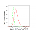 LifeSab™ KD-Validated LMNB2 Rabbit mAb (20 μl)