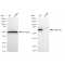 LifeSab™ KD-Validated LMNB2 Rabbit mAb (20 μl)