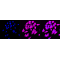 LifeSab™ KD-Validated LOXL2 Rabbit mAb (20 μl)