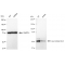 LifeSab™ KD-Validated LOXL2 Rabbit mAb (20 μl)