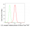 LifeSab™ KD-Validated LRP8 Rabbit mAb (20 μl)