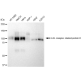 LifeSab™ KD-Validated LRP8 Rabbit mAb (20 μl)