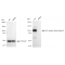 LifeSab™ KD-Validated LRP8 Rabbit mAb (20 μl)