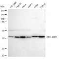 LifeSab™ KD-Validated ERK1 Rabbit mAb (20 μl)