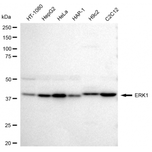 LifeSab™ KD-Validated ERK1 Rabbit mAb (20 μl)