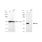 LifeSab™ KD-Validated ERK1 Rabbit mAb (20 μl)