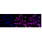 LifeSab™ KD-Validated ERK1 Rabbit mAb (20 μl)