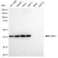 LifeSab™ KD-Validated ERK1 Rabbit mAb (20 μl)