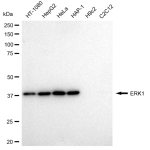 LifeSab™ KD-Validated ERK1 Rabbit mAb (20 μl)